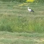 I Bike'owy Z Finska Balia Nad Jeziorem Czorsztynskim - 400m Od Jeziora I Sciezki Rowerowej